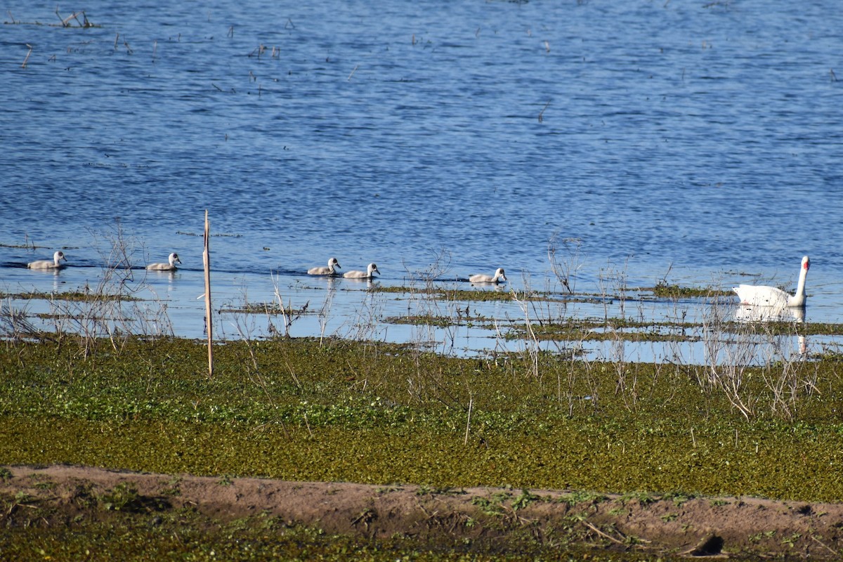 Coscoroba Swan - ML641406248