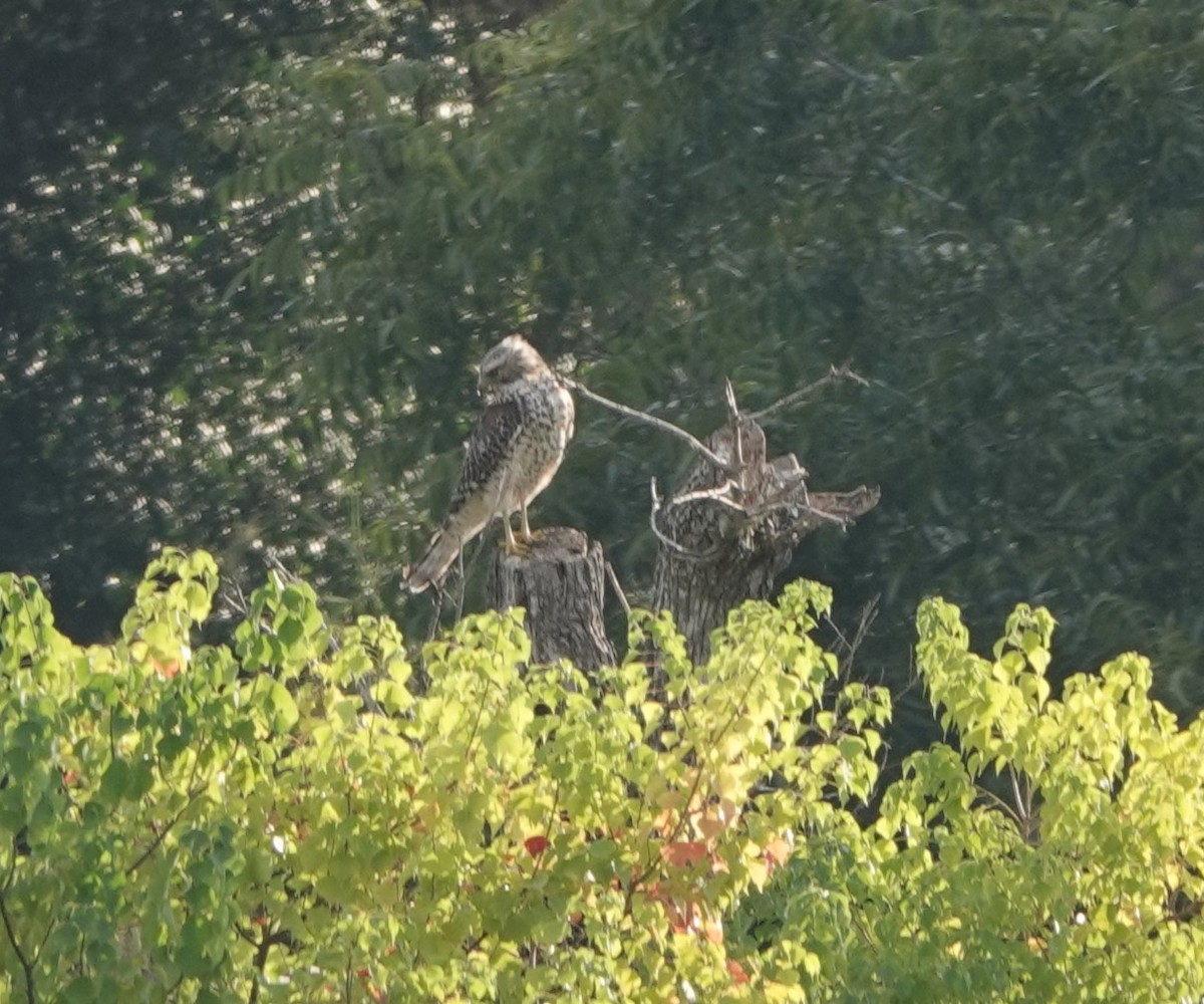 Red-shouldered Hawk - ML641406253