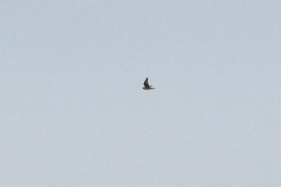 Prairie Falcon - ML641406265