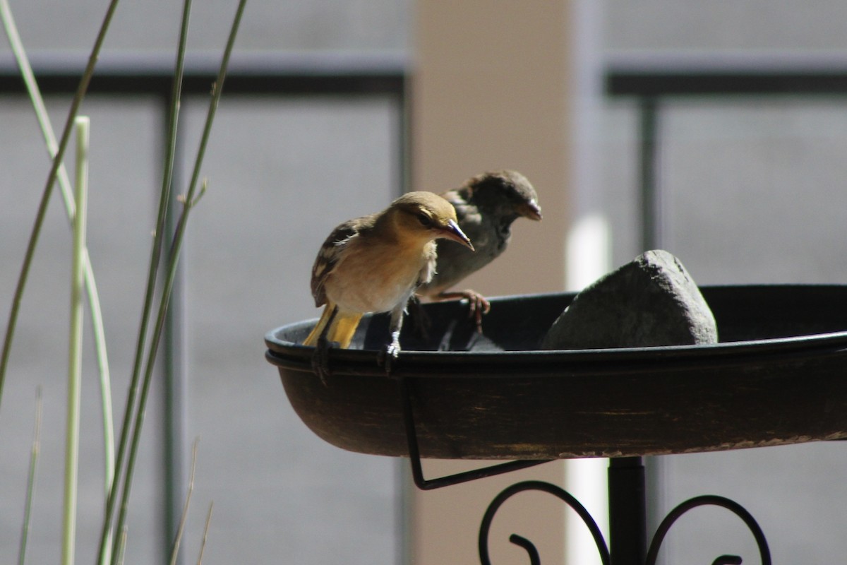 Bullock's Oriole - ML641406266