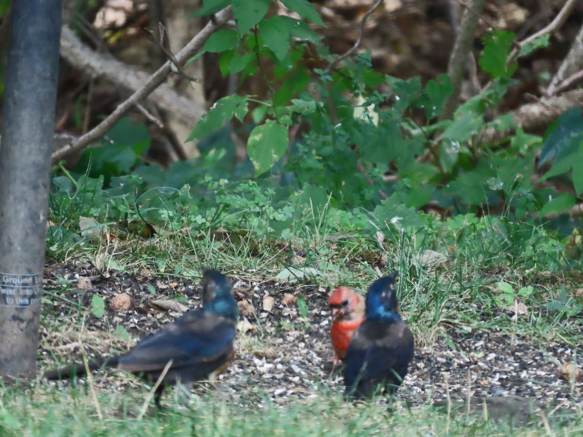 Common Grackle - ML641406272