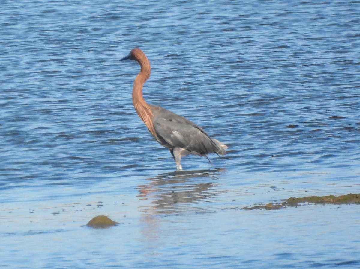 Reddish Egret - ML641406279