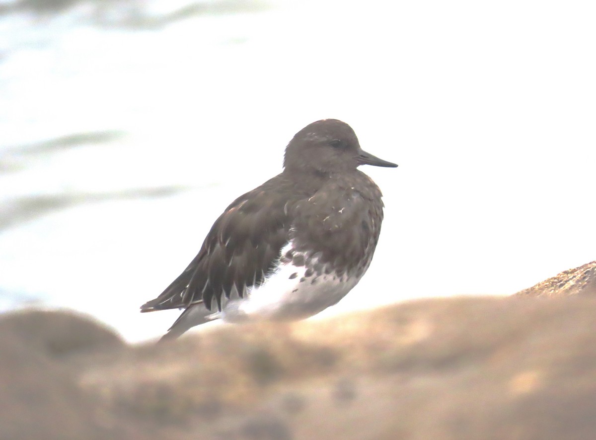 Black Turnstone - ML641406280