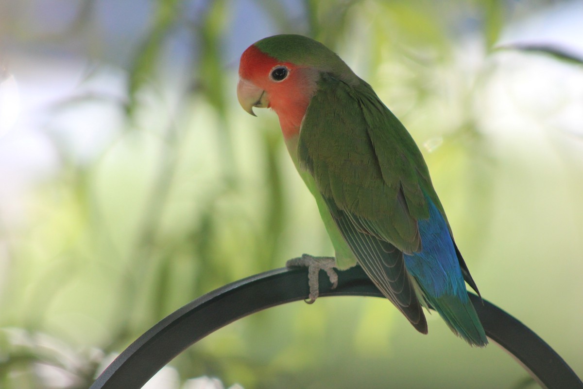 Rosy-faced Lovebird - ML641406281
