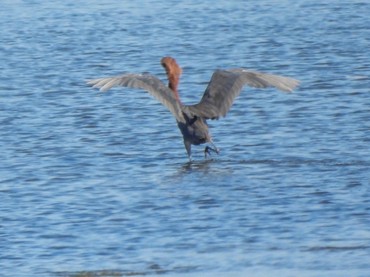 Reddish Egret - ML641406286
