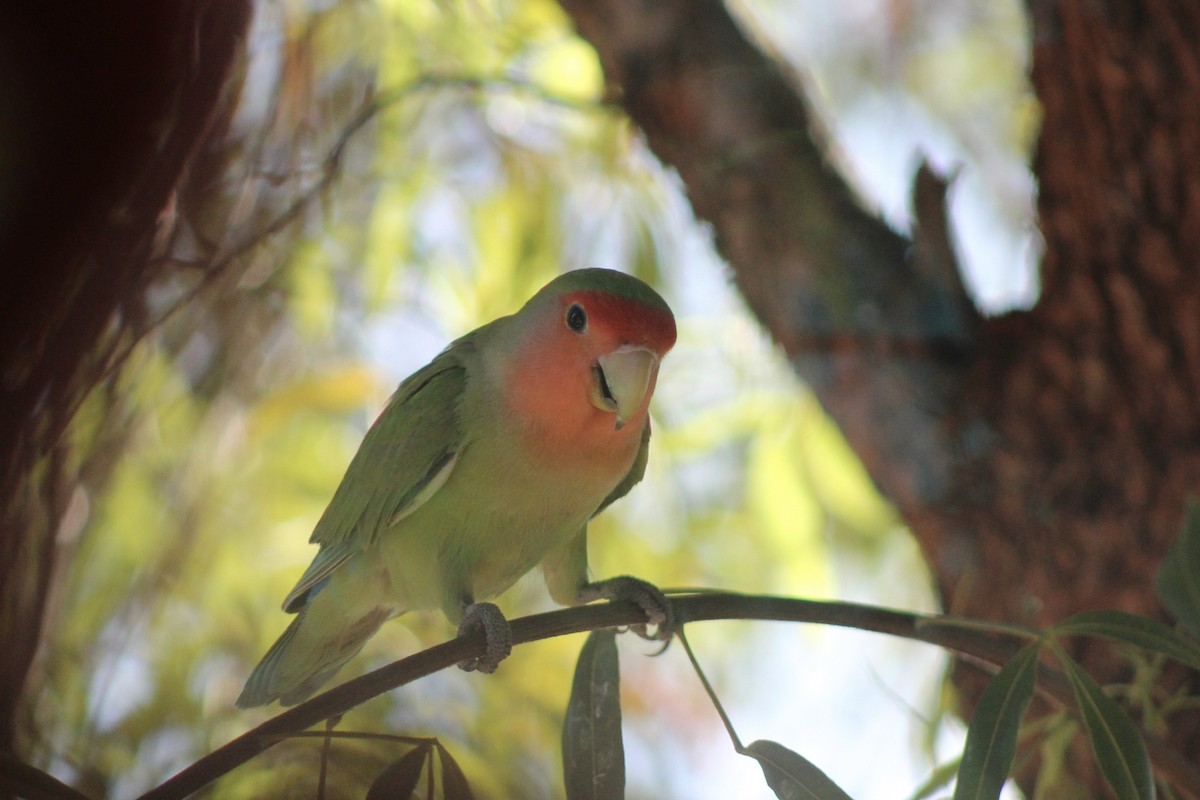 Rosy-faced Lovebird - ML641406287