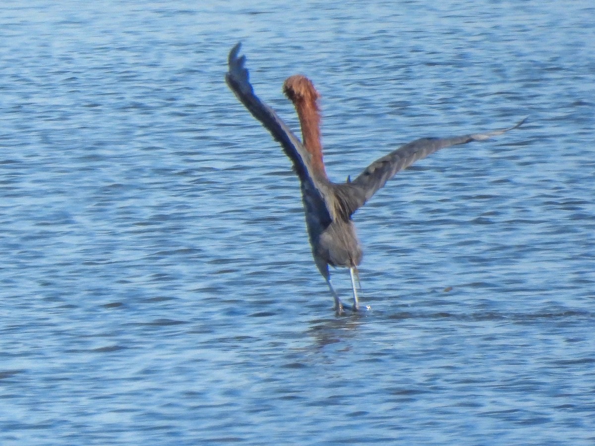 Reddish Egret - ML641406289