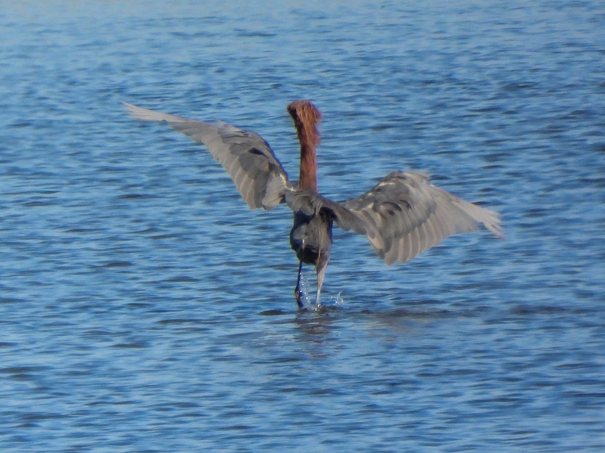 Reddish Egret - ML641406294