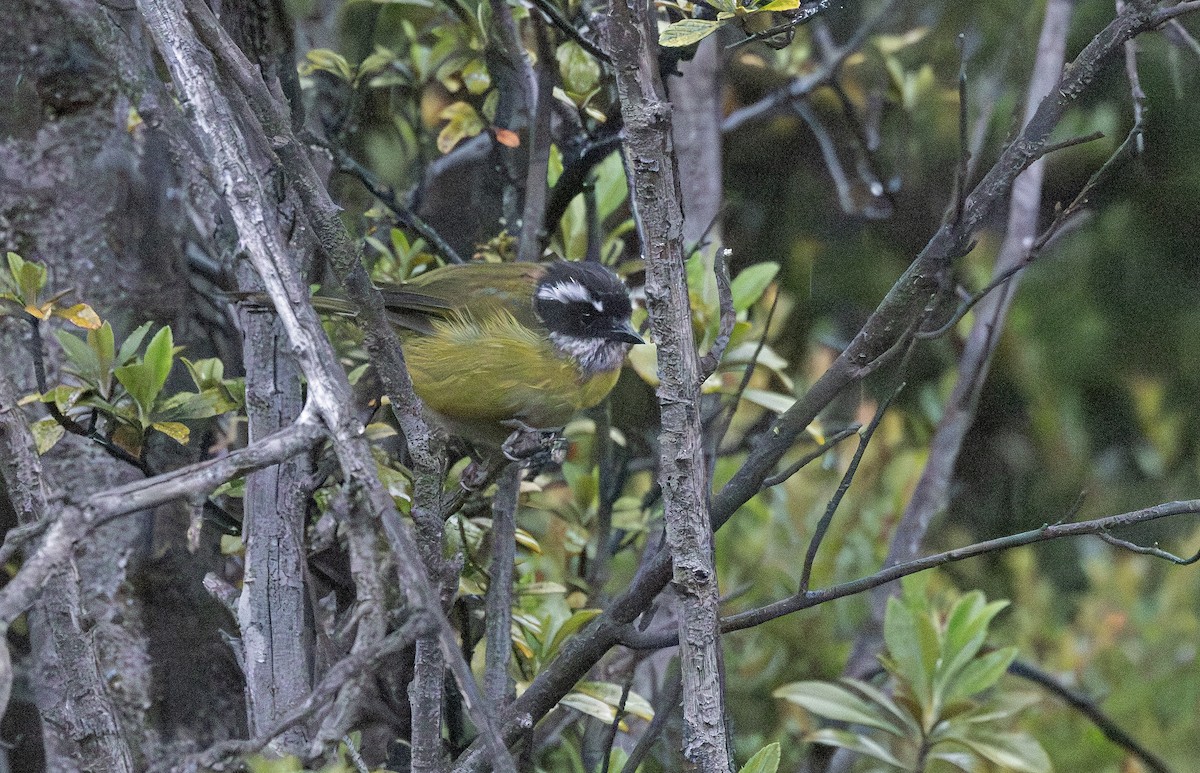 Sooty-capped Chlorospingus - ML641406295