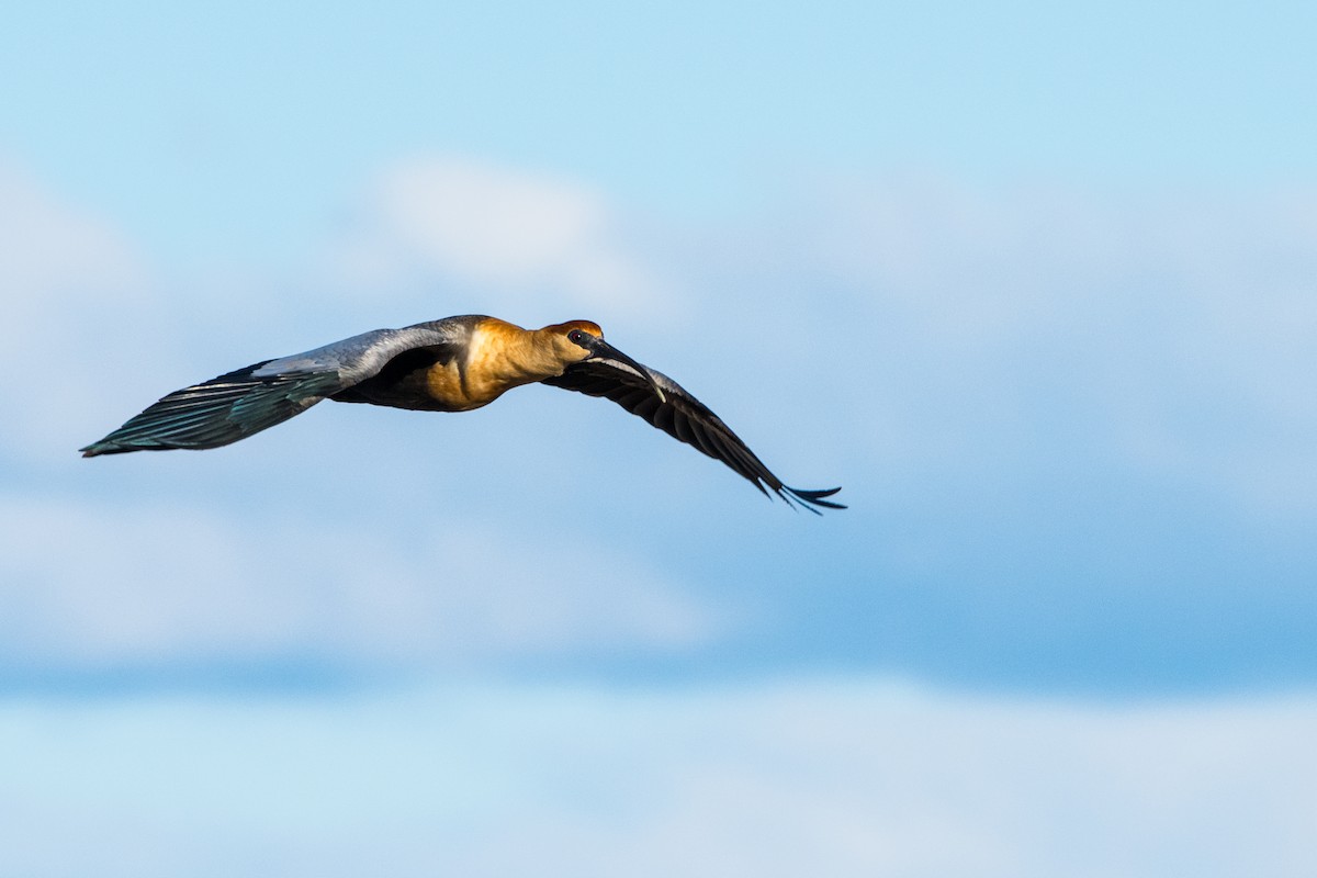 Black-faced Ibis - ML641406298