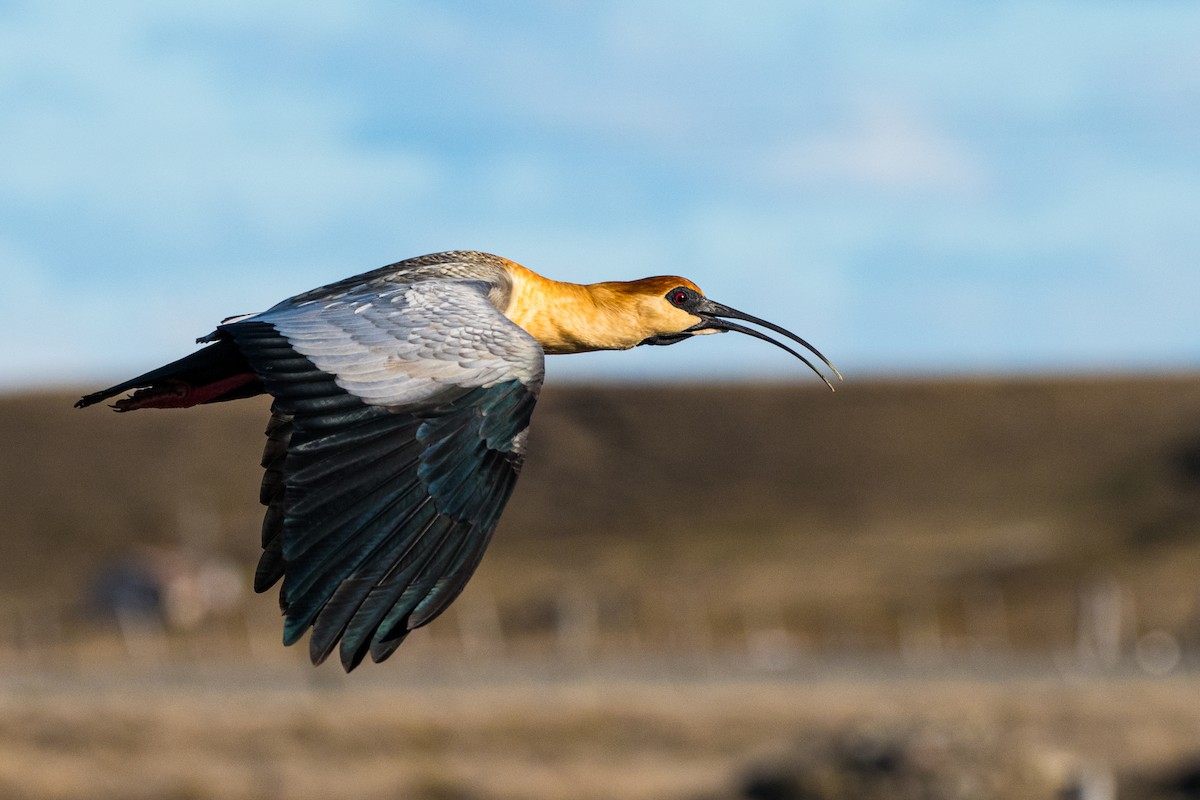 Black-faced Ibis - ML641406299