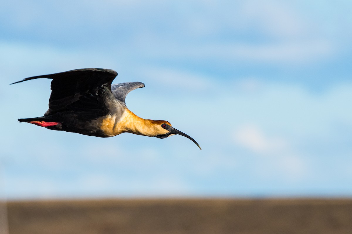 Black-faced Ibis - ML641406301