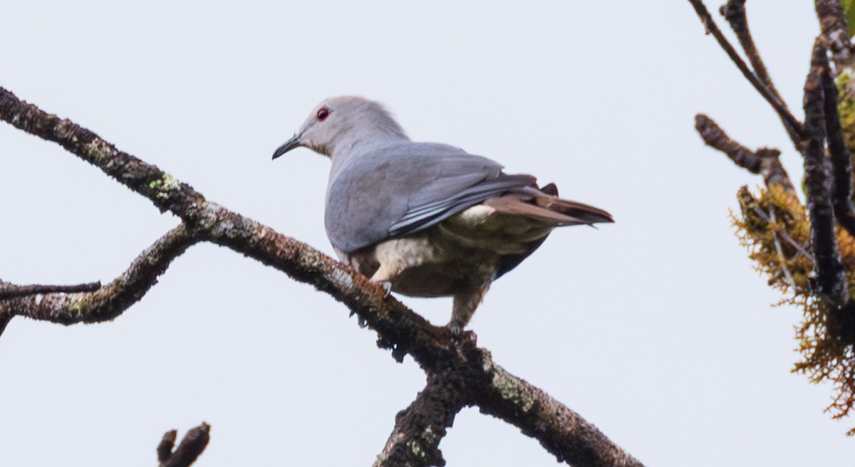 Barking Imperial-Pigeon - ML641406316