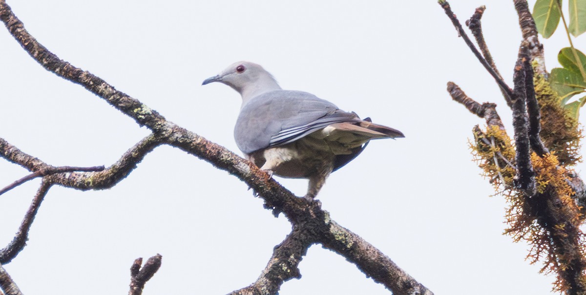 Barking Imperial-Pigeon - ML641406317