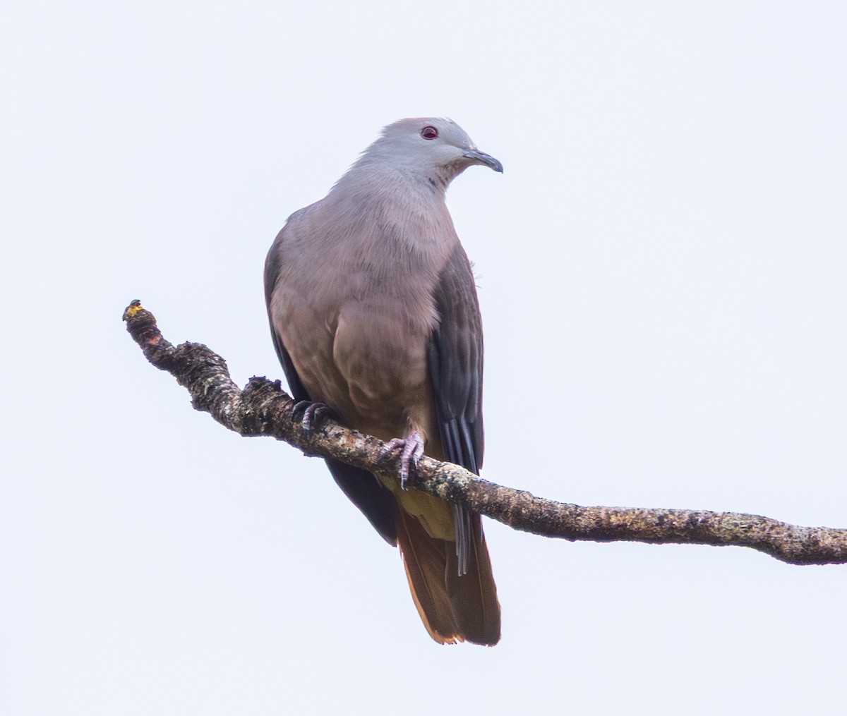 Barking Imperial-Pigeon - ML641406318