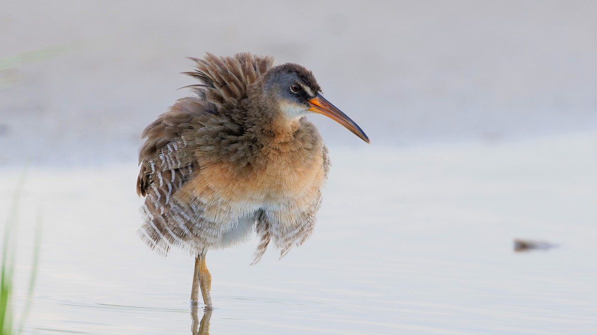 Clapper Rail - ML641406325