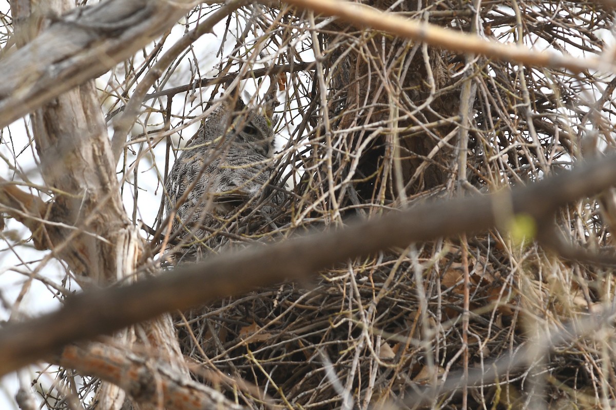 Great Horned Owl - ML641406326