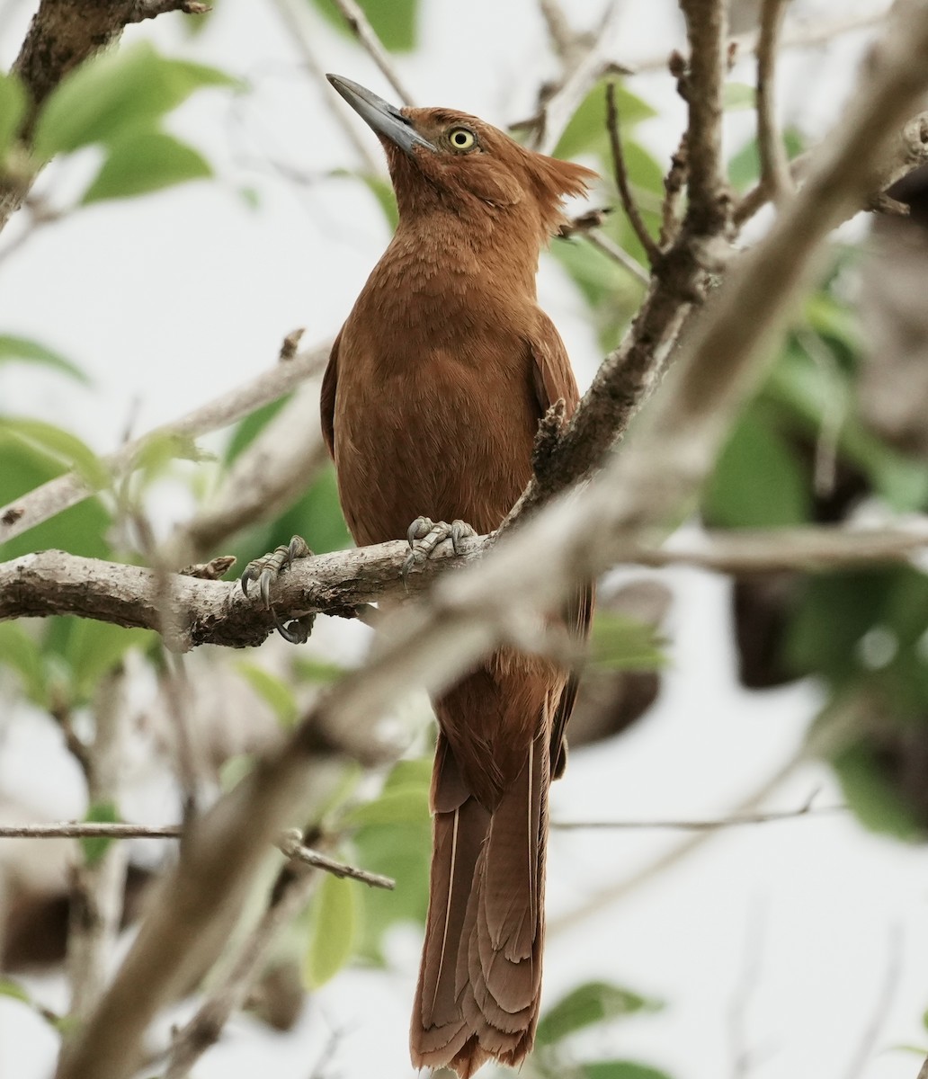 Caatinga Cacholote - ML641406327