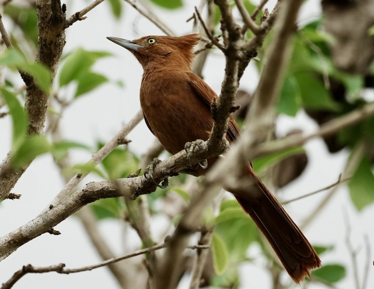 Caatinga Cacholote - ML641406328