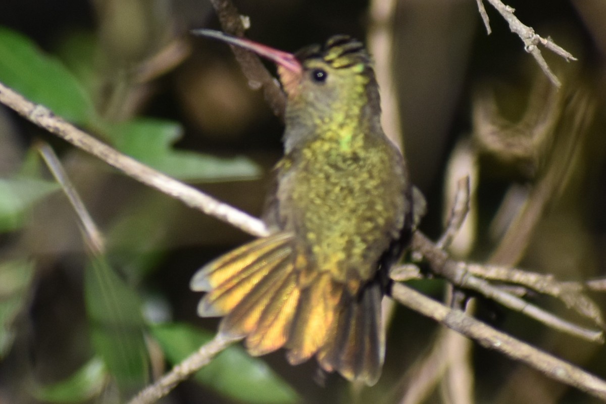 Gilded Hummingbird - ML641406352
