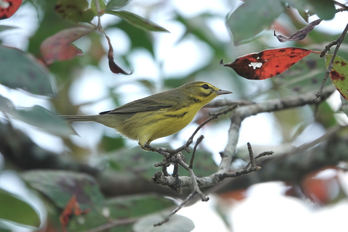 Prairie Warbler - ML641406355