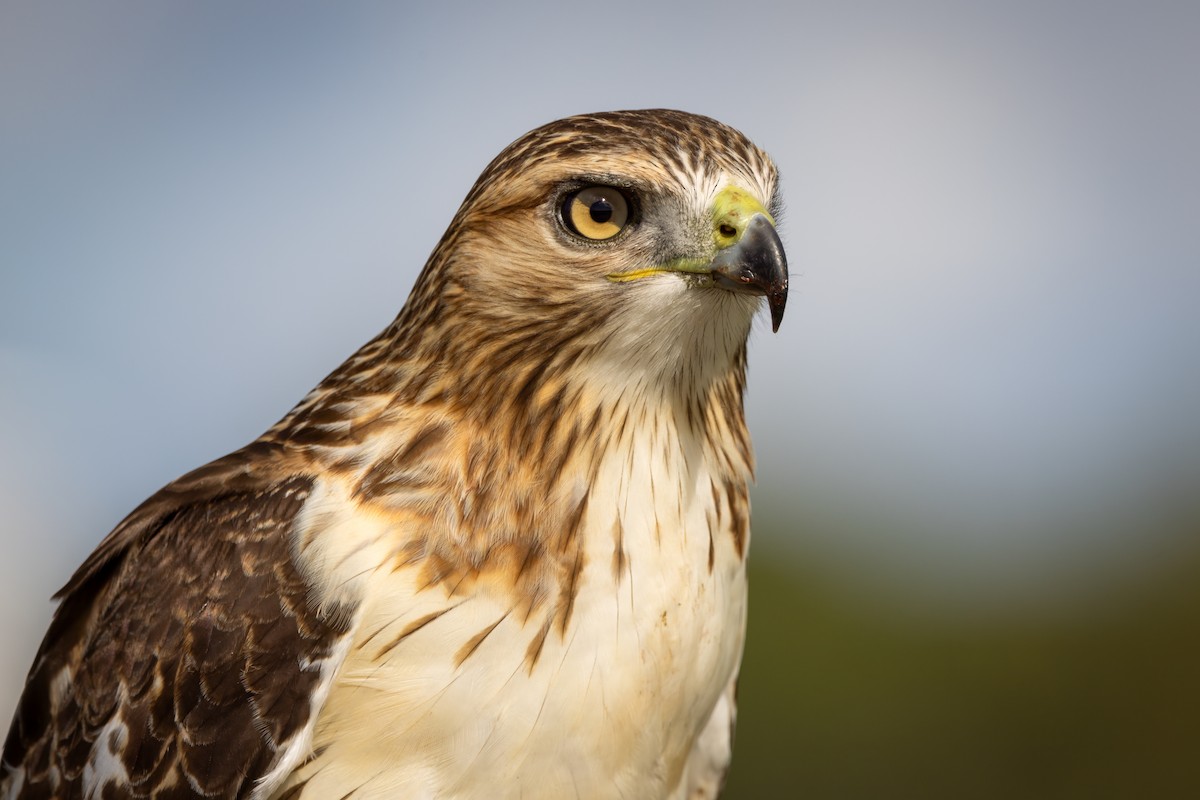 Red-tailed Hawk - ML641406386