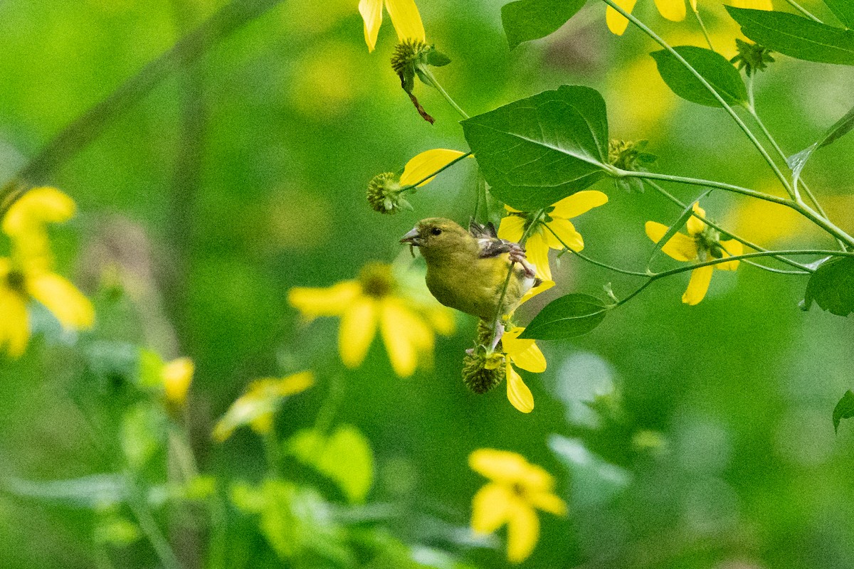 American Goldfinch - ML641406399