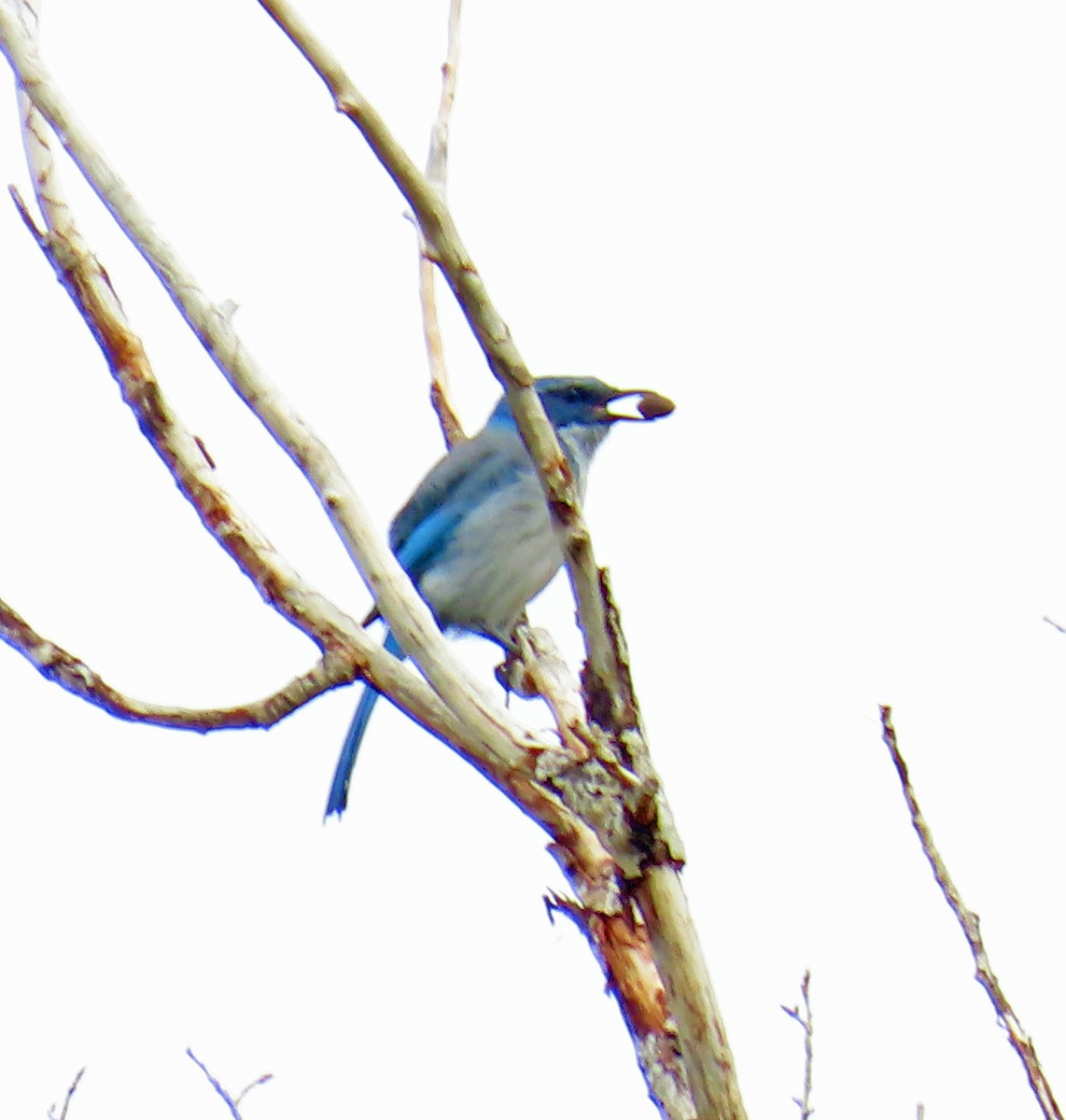 Woodhouse's Scrub-Jay - ML641406404