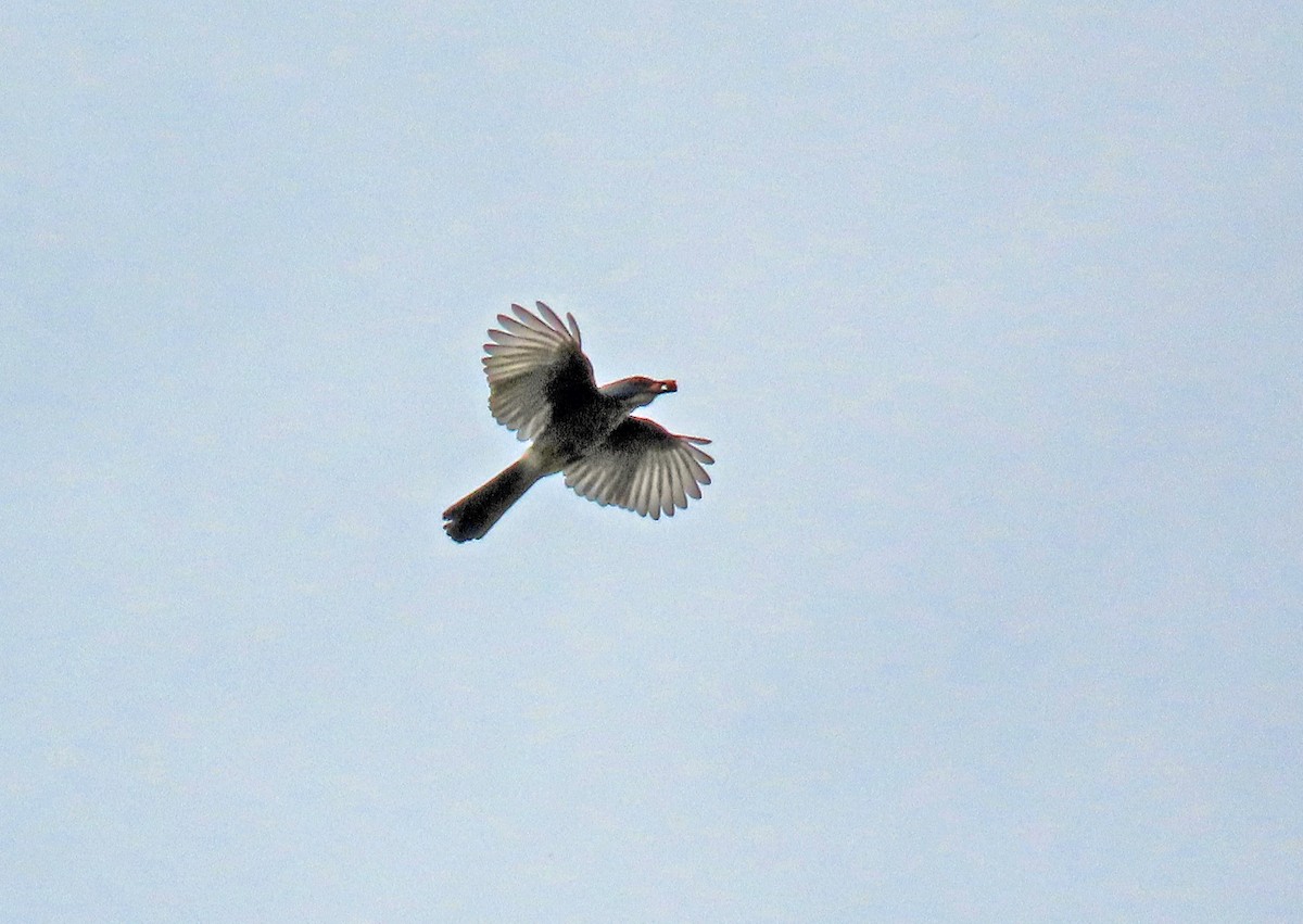 Woodhouse's Scrub-Jay - ML641406405