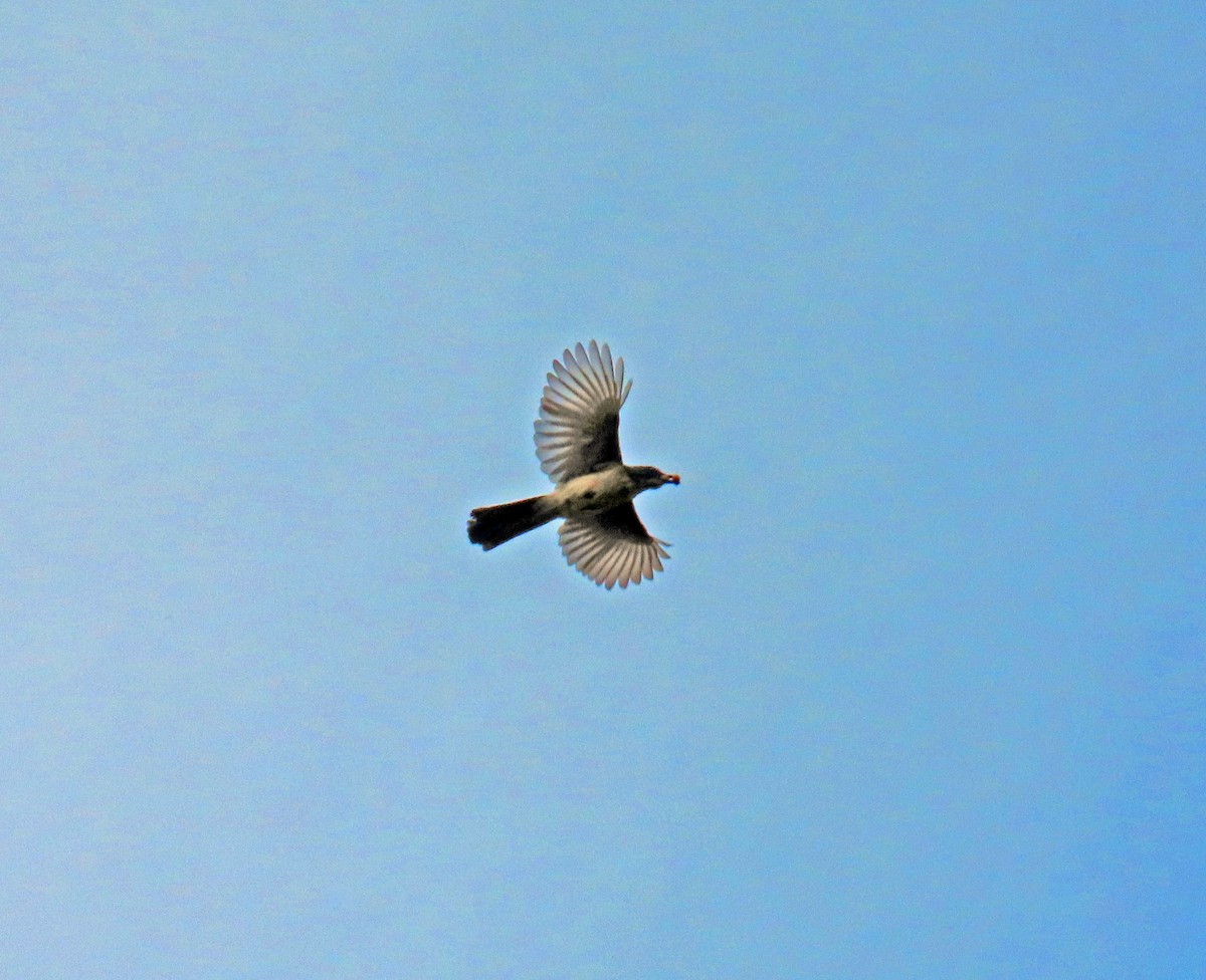 Woodhouse's Scrub-Jay - ML641406406