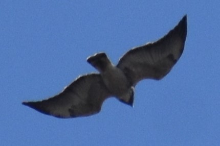 White-tailed Hawk - ML641406408