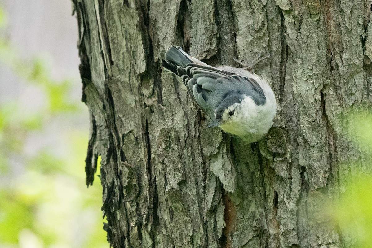 White-breasted Nuthatch - ML641406415