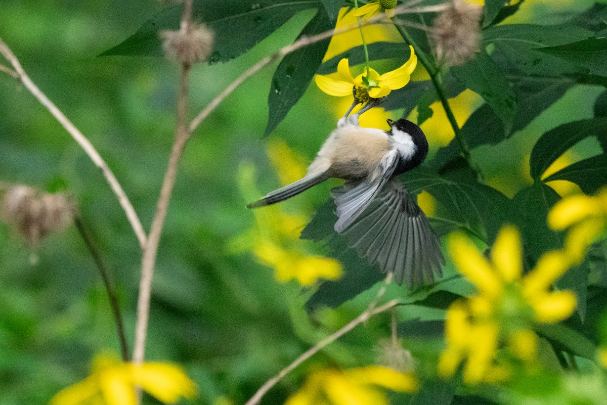 Black-capped Chickadee - ML641406416