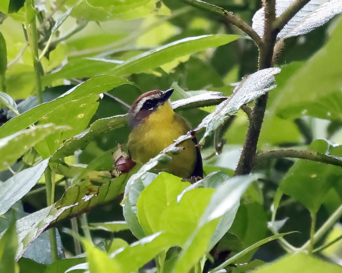 Chestnut-capped Warbler - ML641406422
