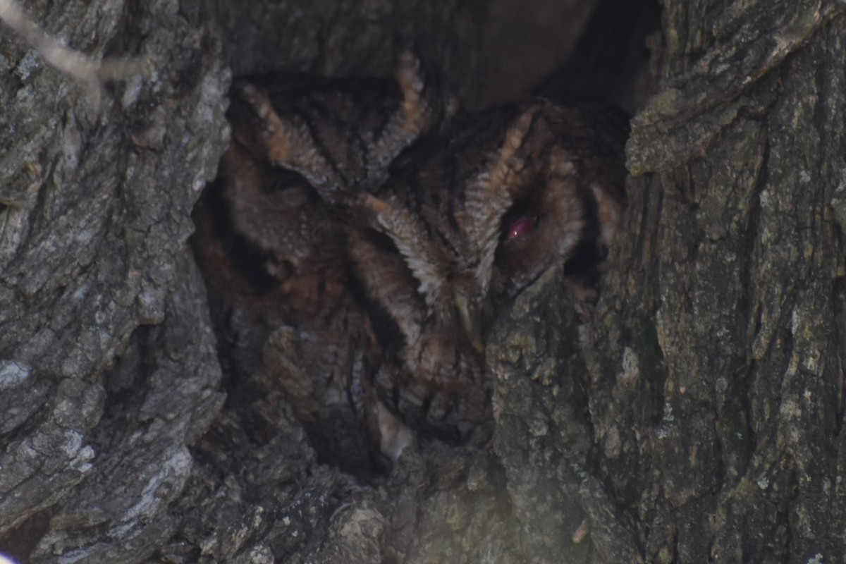 Tropical Screech-Owl - ML641406461