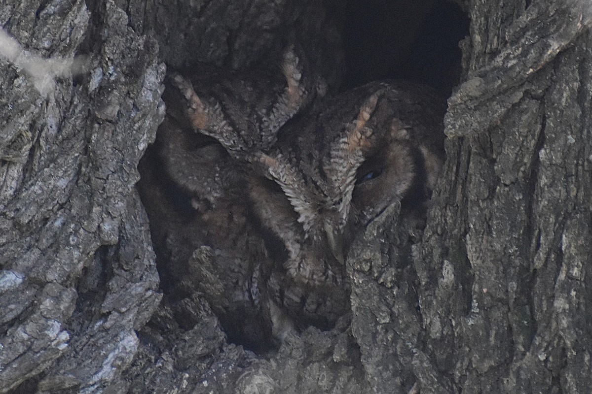 Tropical Screech-Owl - ML641406462