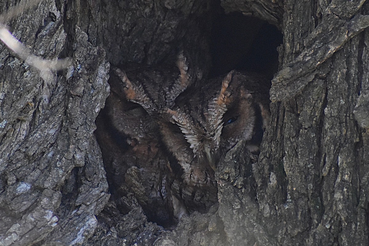 Tropical Screech-Owl - ML641406463