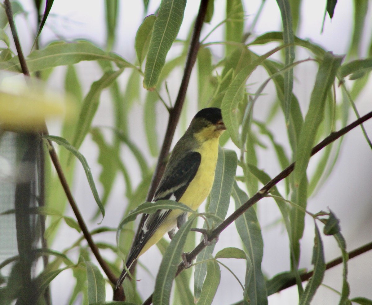 Lesser Goldfinch - ML641406479