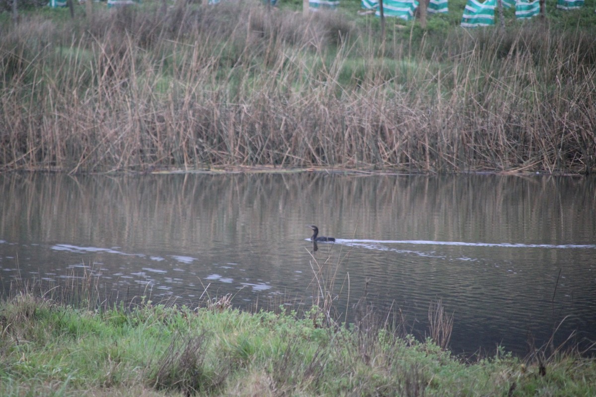 Neotropic Cormorant - ML641406486