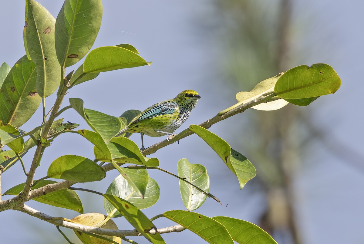 Speckled Tanager - ML641406498
