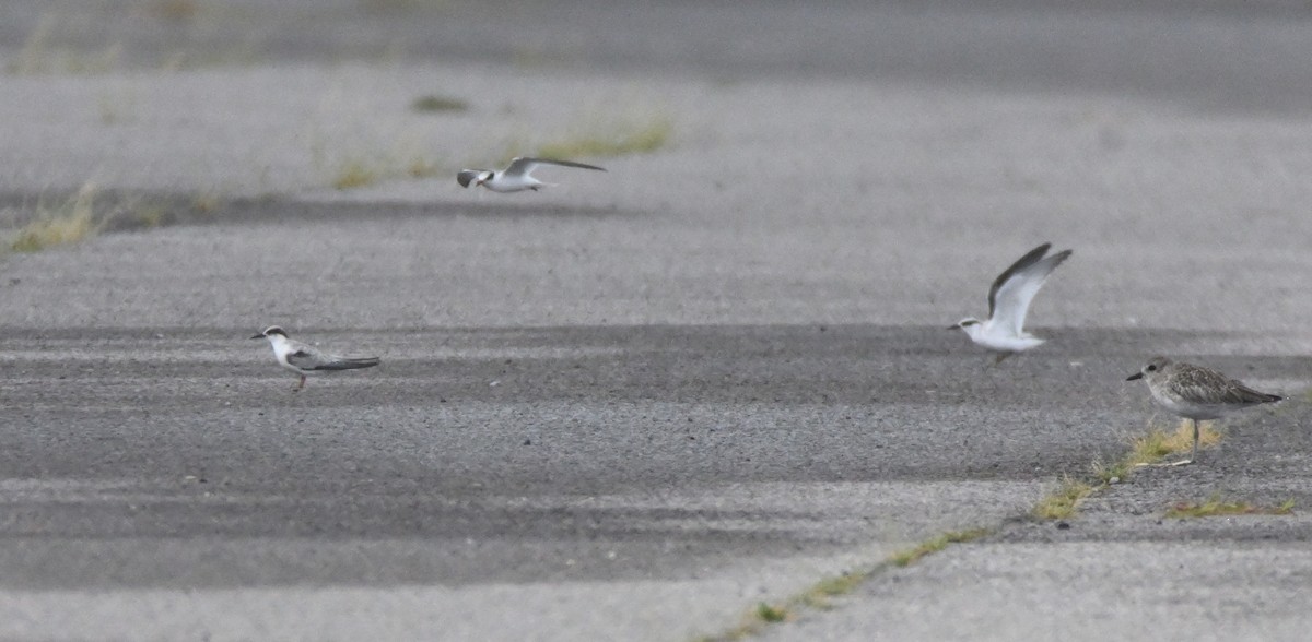 Least Tern - ML641406500