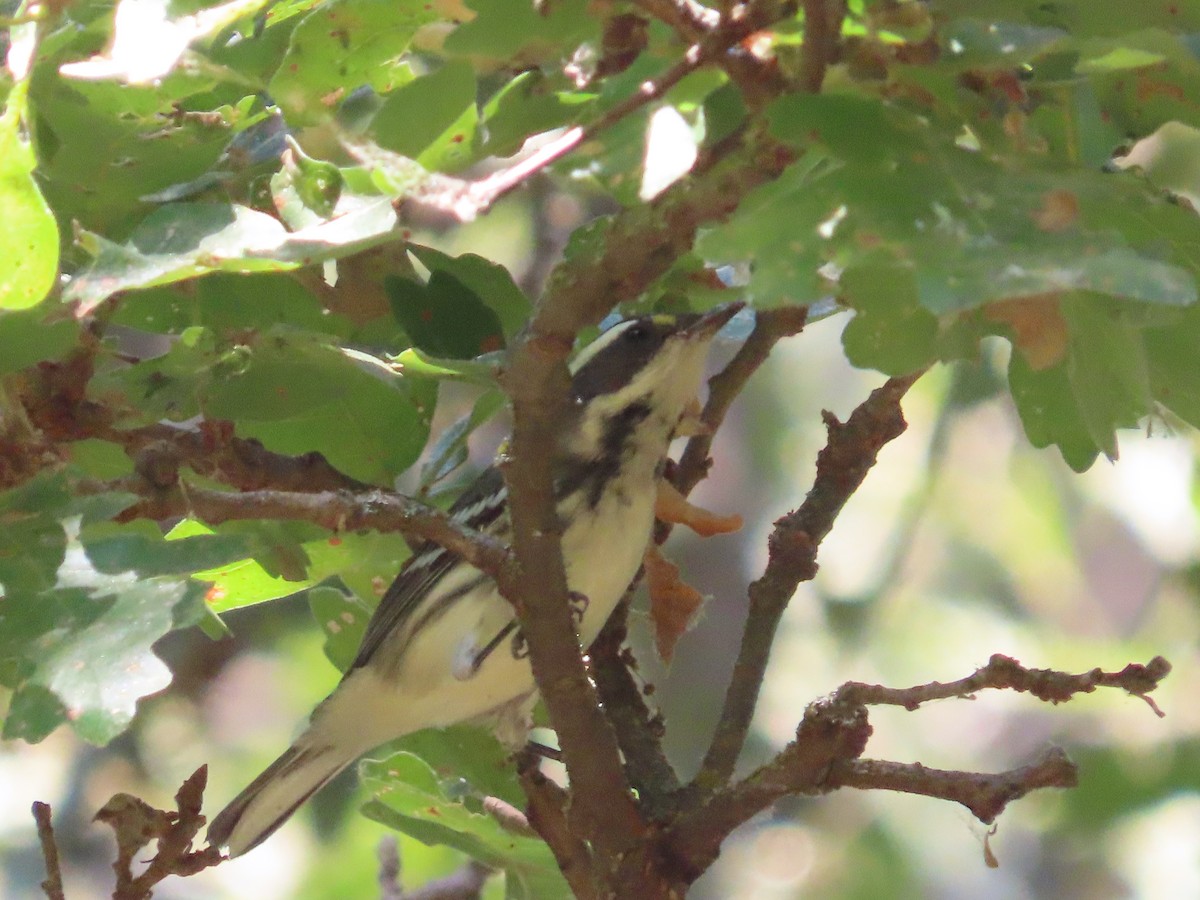 Black-throated Gray Warbler - ML641406520