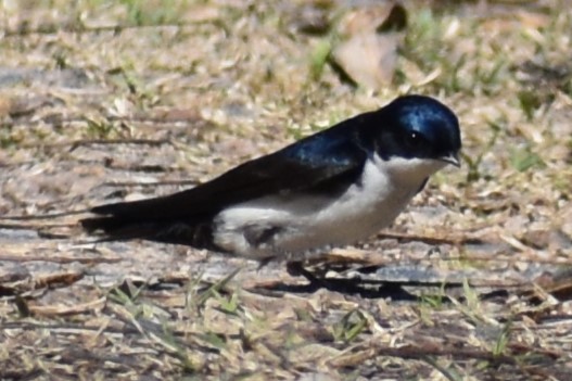 Blue-and-white Swallow - ML641406528