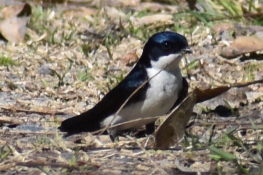 Blue-and-white Swallow - ML641406529