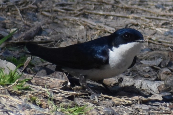 Blue-and-white Swallow - ML641406530