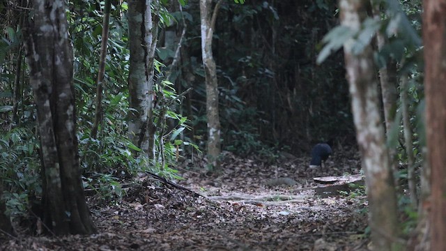 Razor-billed Curassow - ML641406541
