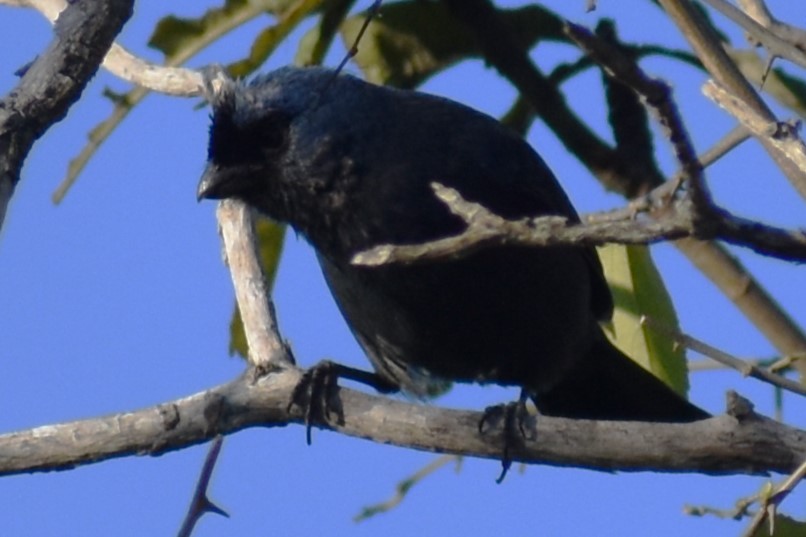 Diademed Tanager - ML641406563