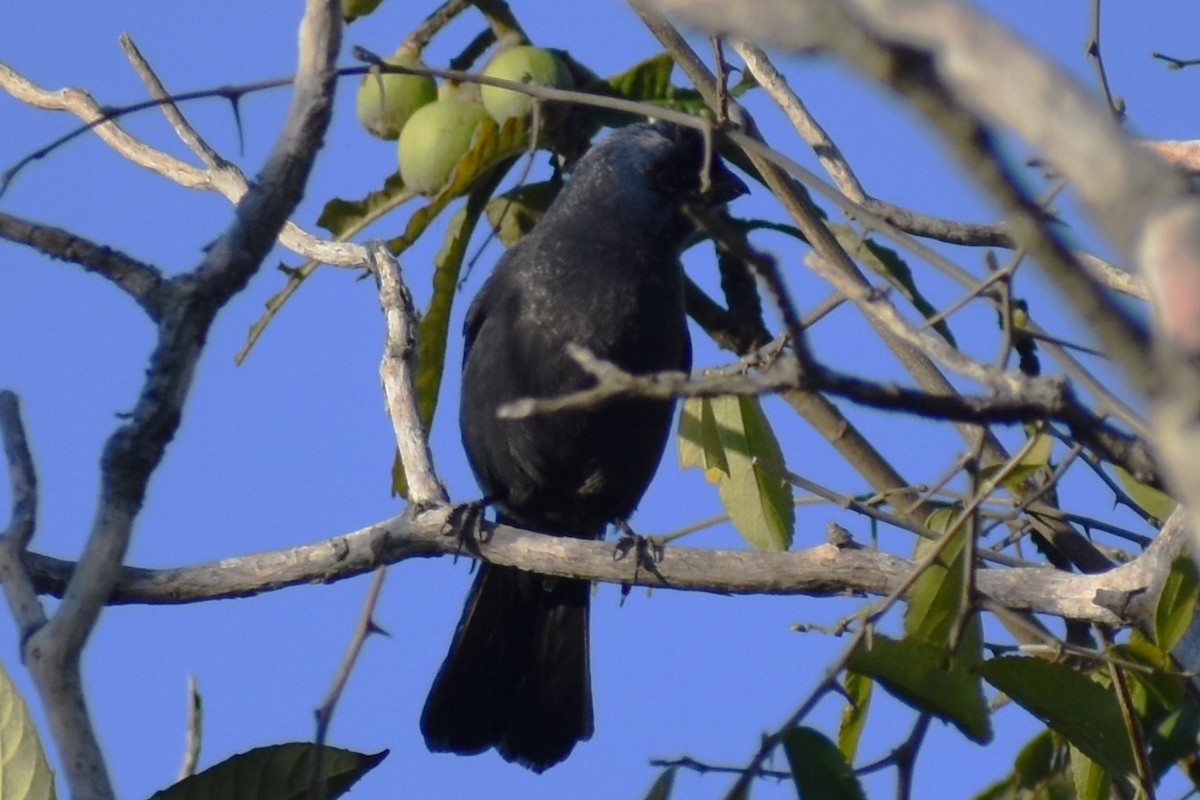 Diademed Tanager - ML641406564