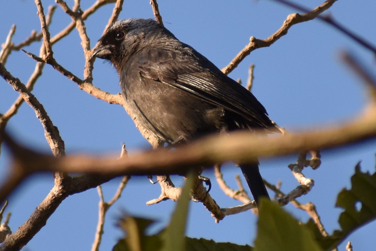 Diademed Tanager - ML641406565