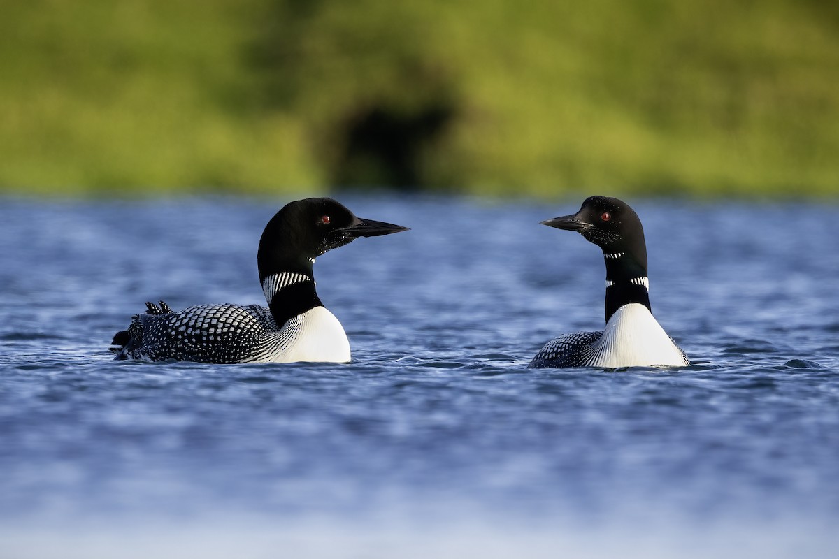 Common Loon - ML641406582